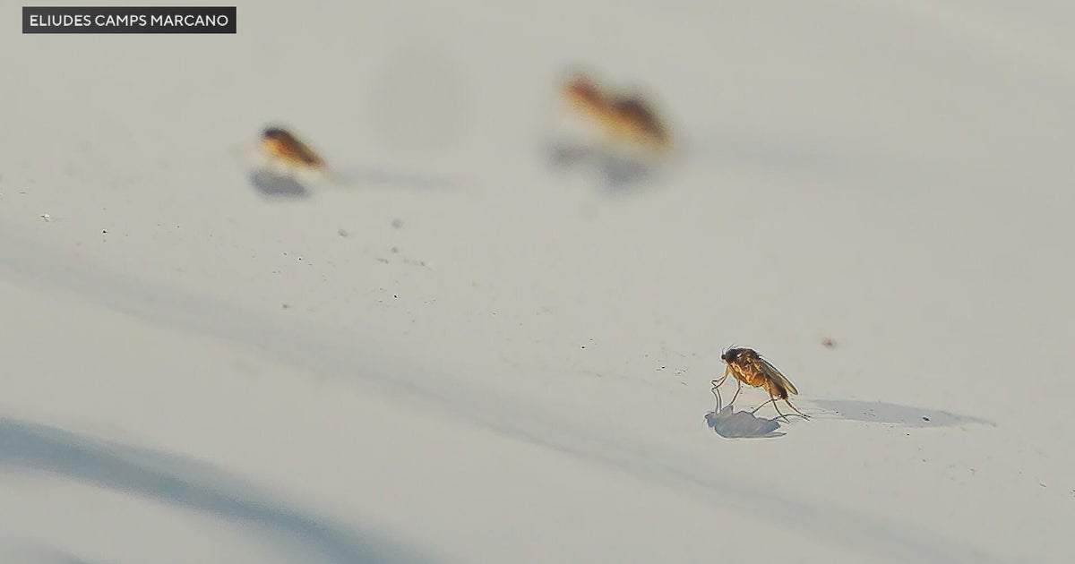 Phorid fly infestation frustrates Chester County, Pennsylvania ...