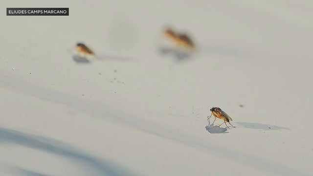 Phorid fly close up 