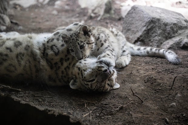terria-clay-5469-snow-leopard-with-cub-sarka-him-bz-20260922.jpg