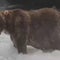 "Backpack" crowned winner of 2026 Fat Bear Week