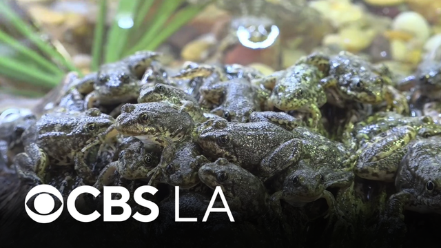 Aquarium of the Pacific helping rehabilitate San Gabriel Mountains' yellow-legged frog population