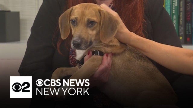 Furry Friend Finder: Meet Benny