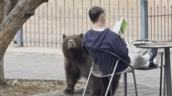 Bear sniffs man reading book in Aspen