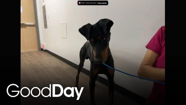 This adorable dog is looking for his forever home! | Pet of the Week