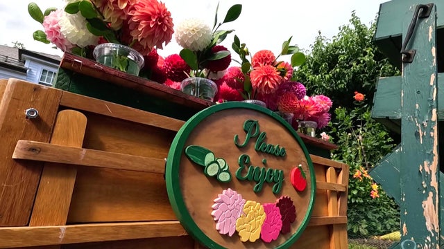 Wellesley Dahlias 