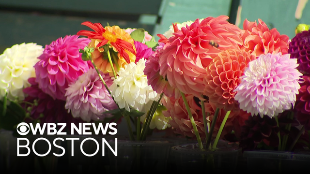 Wellesley family grows spectacular flowers and tomatoes to give away
