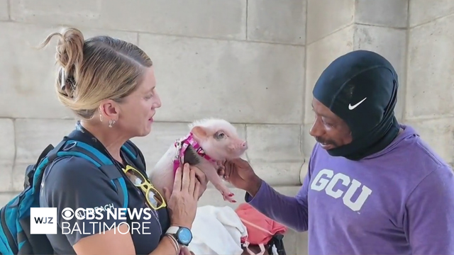 A pig serves as a therapeutic tool for people experiencing homelessness