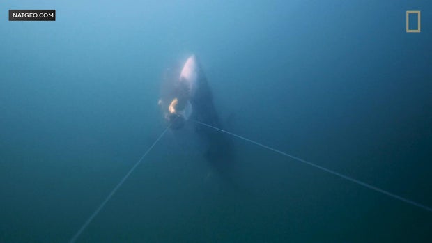 Shark bites fish