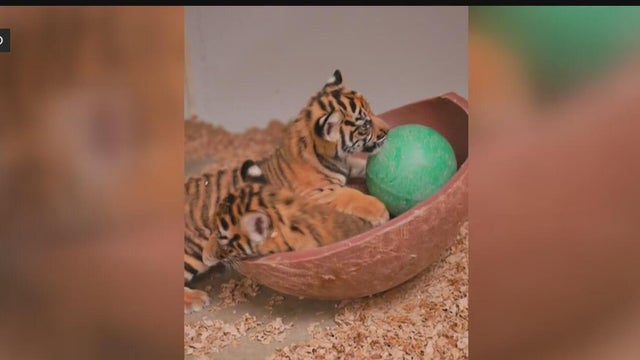 Fort Worth Zoo welcomes first Sumatran tiger cubs in its history