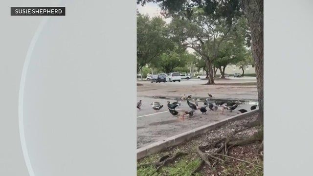 Investigation underway after dozens of ducks found sick or dead near pond in Pompano Beach