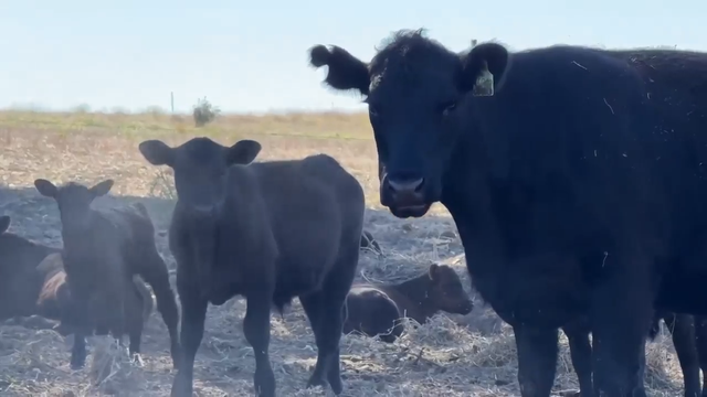 Beef prices see record highs as cattle shortage continues