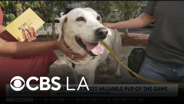 CBS LA Cares partners with LA Chargers for pet adoptions