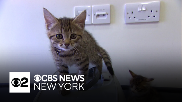 Toxic chemicals were found in many popular cat food brands. Here&rsquo;s what to know
