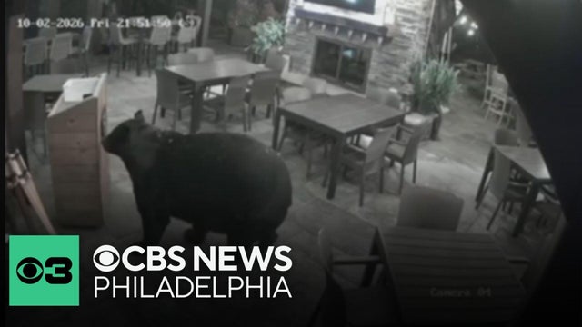 Bear walks into restaurant's patio in Pennsylvania