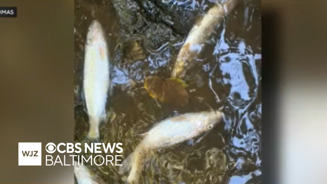 MDE: Nearly 11,000 fish die downstream from dairy farm, caused by manure overflow