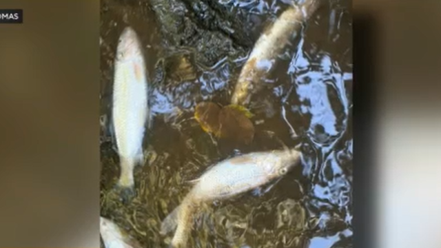 fish-kill.png 