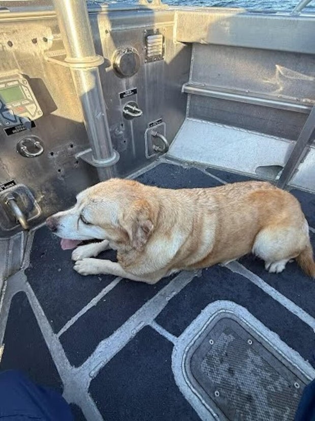 dog-coast-guard.jpg 