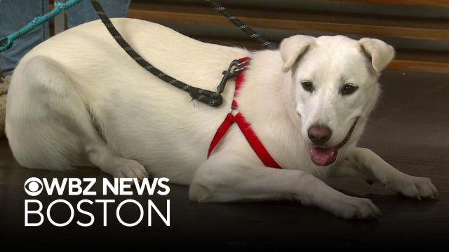 Dogs Jill and Onyx from Massachusetts shelter are looking for homes