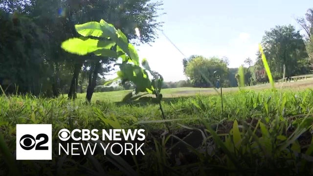 Thousand Chestnut Challenge is on in NYC to return American Chestnut Tree to its roots