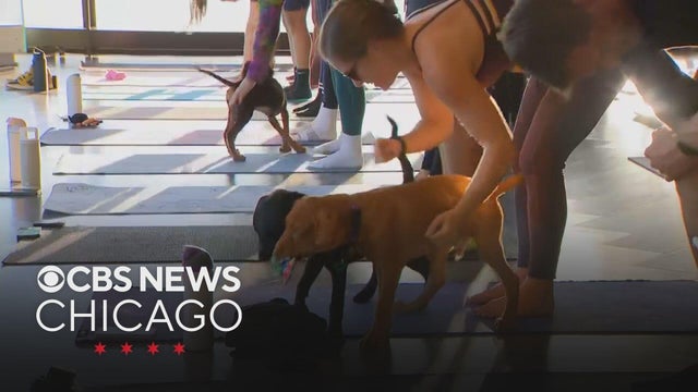 Puppy yoga held at former John Hancock Center in Chicago