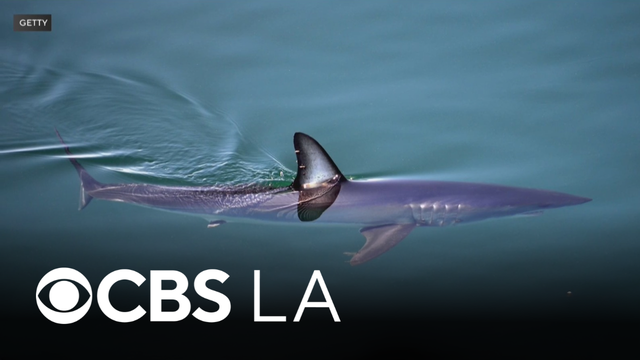 Shark bites fisherman in Malibu