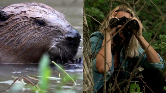 Inside a beaver safari in London
