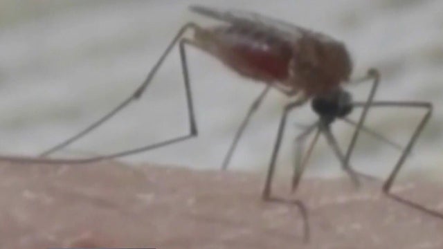 Broward County reports one locally acquired case of dengue fever amid largest outbreak in Florida