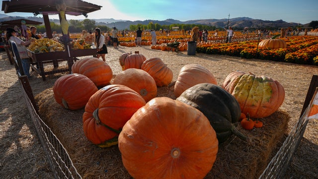 Pumpkin patch attracts fall revelers in California 