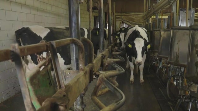 Pediatricians warning parents about health risks from raw milk
