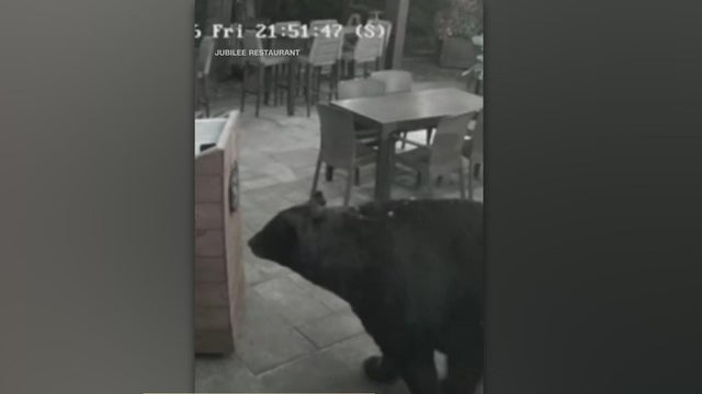 Massive bear walks in restaurant