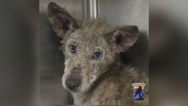 kdka-sick-coyote.png 