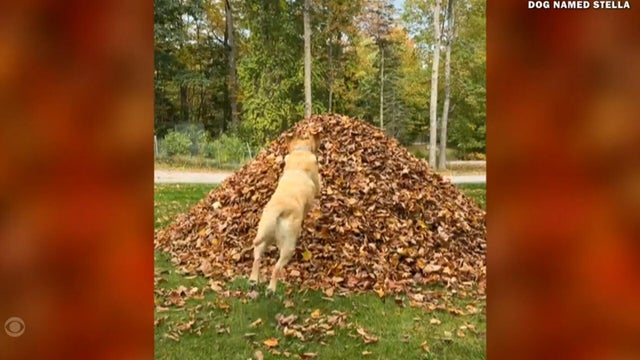 Yellow labs make first leaf pile jump of fall