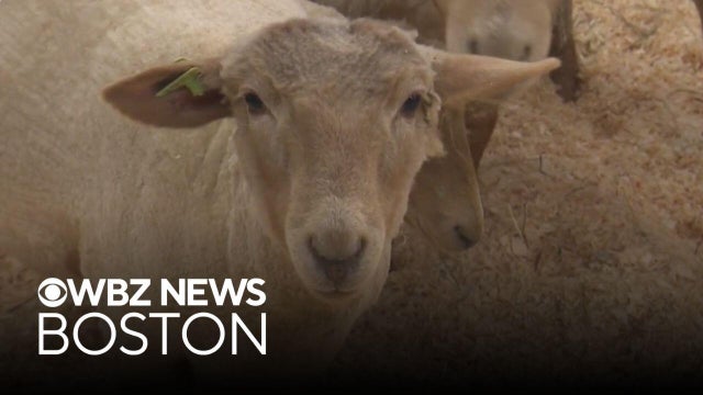 What to know about the iconic Topsfield Fair in Massachusetts