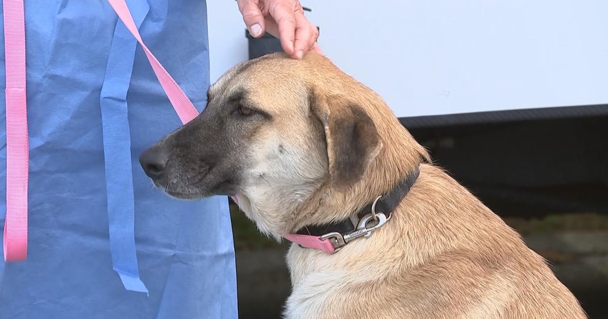 Dogs rescued from Texas being cared for at Brandywine Valley SPCA: 
