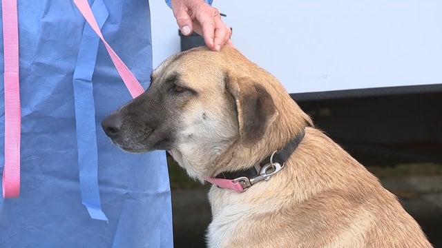 23pkg-kc-bvspca-dogs-rescued-from-tx-transfer-frame-89.jpg 