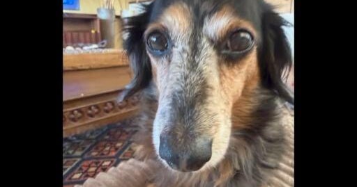 Dog dies after being left in hot car; owner of dog-care business faces animal cruelty charge
