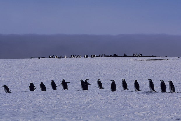 South  Sandwich Islands, Zavodovski Island, Chinstrap 