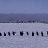 South  Sandwich Islands, Zavodovski Island, Chinstrap 