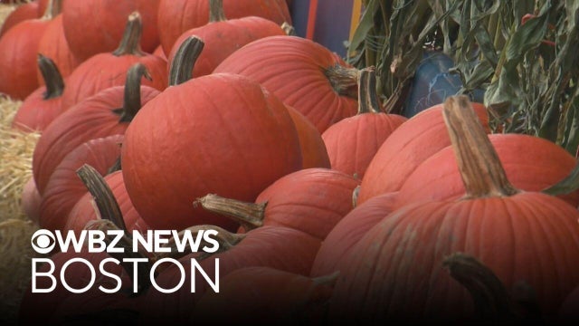 Pumpkin patch in Boston's Seaport District brings fall fun to city