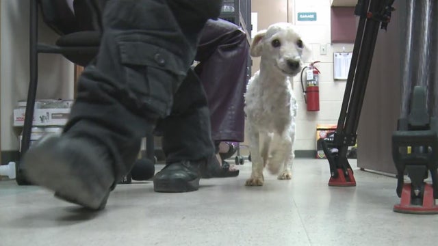 Eastpointe police investigate after dog found abandoned at grocery store 