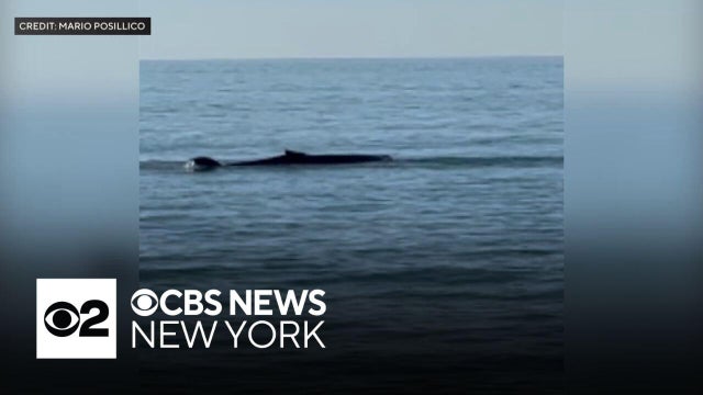 2 humpback whales found stranded on Fire Island beach