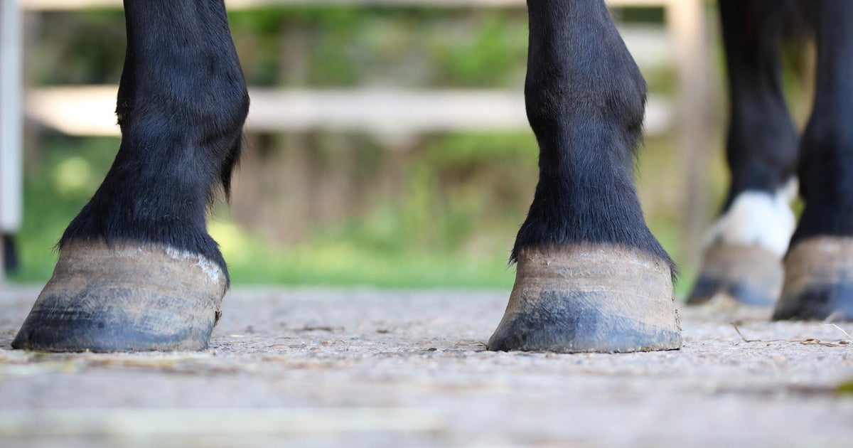 7-month-old girl dies after being kicked by pony pulling wagon near ...