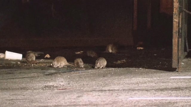 A group of rats in Philadelphia 