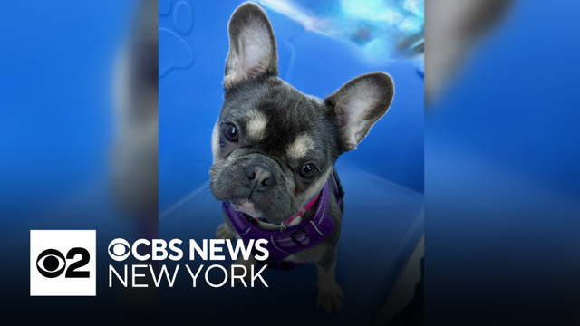 Furry Friend Finder: Meet Tuppence