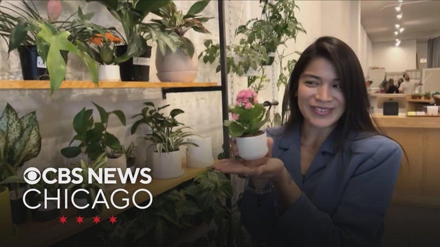 Semillas plant store in Pilsen has become a hub for local vendors
