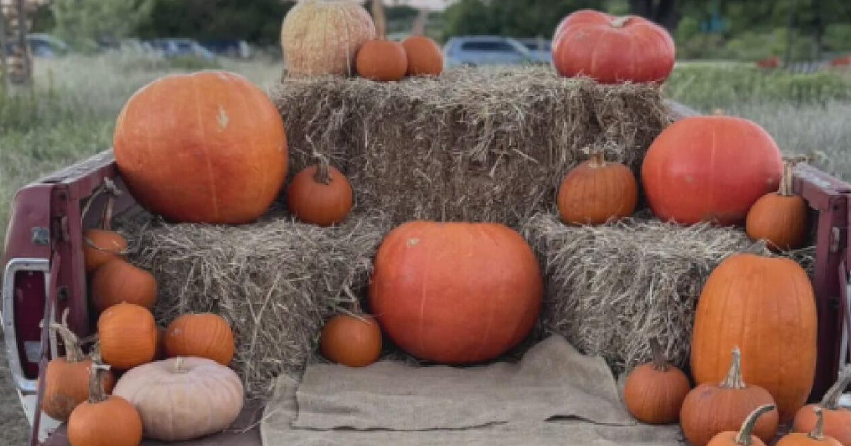 Pumpkinfest opens in Grapevine Friday, October 9th - CBS Texas