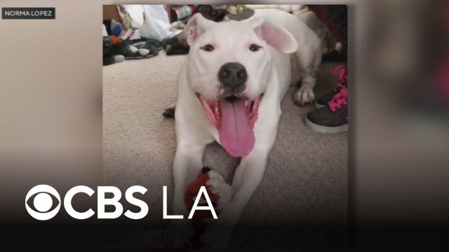 LAPD dog shootings raise questions about police tactics, best practices