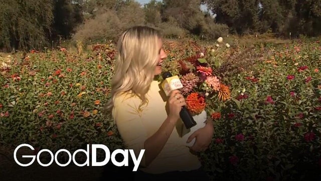 Build a bouquet at Horton Iris Garden