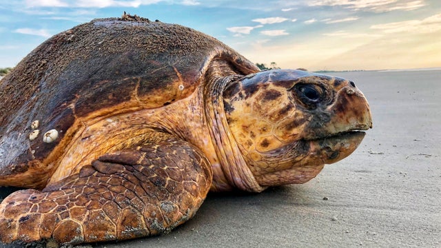Sea Turtles Dredging Threat 