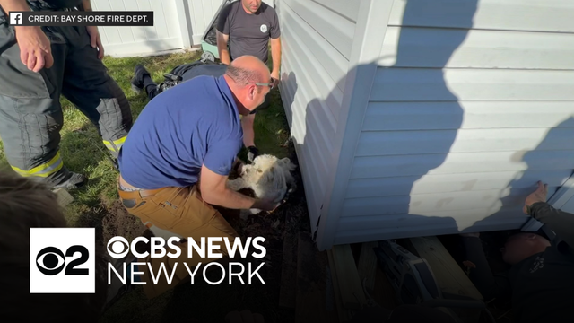 Firefighters save dog trapped under shed on Long island